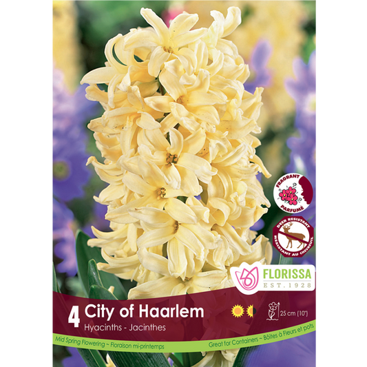 Hyacinth 'City of Haarlem' 4/Pkg.