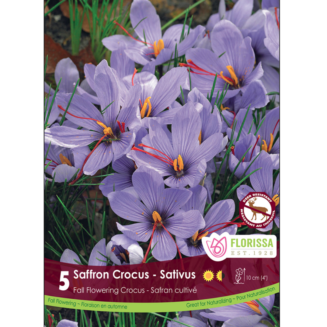 Crocus 'Sativus' Saffron 5/Pkg.