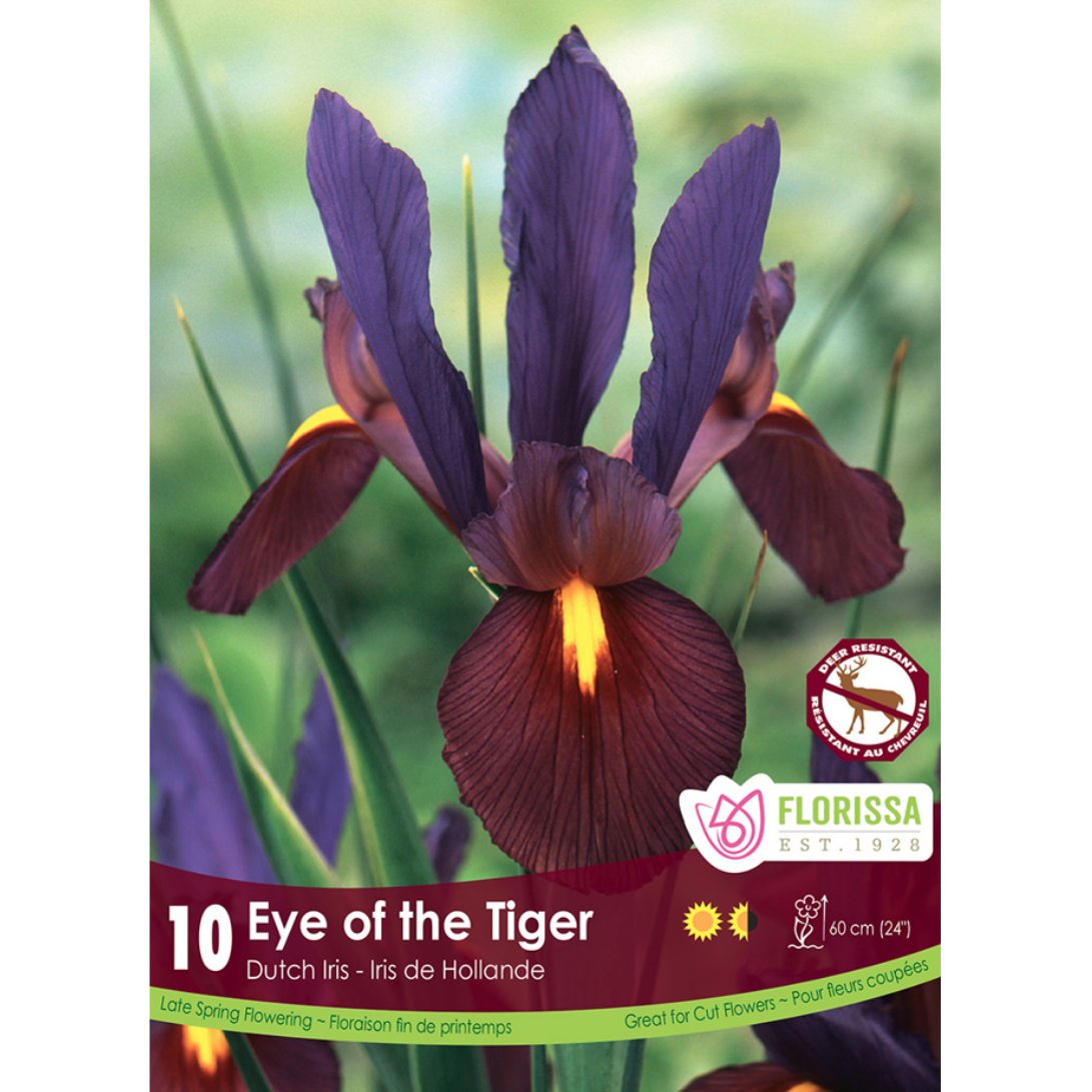 Iris 'Eye of  the Tiger' 10/Pkg.