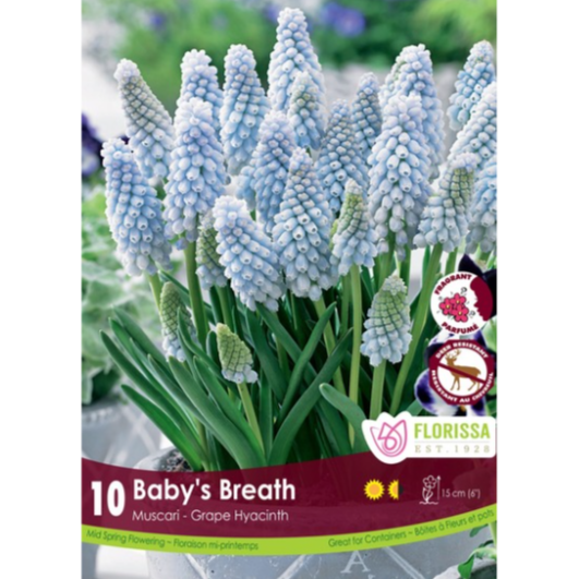 Muscari 'Baby's Breath' Grape Hyacinth 10/Pkg.