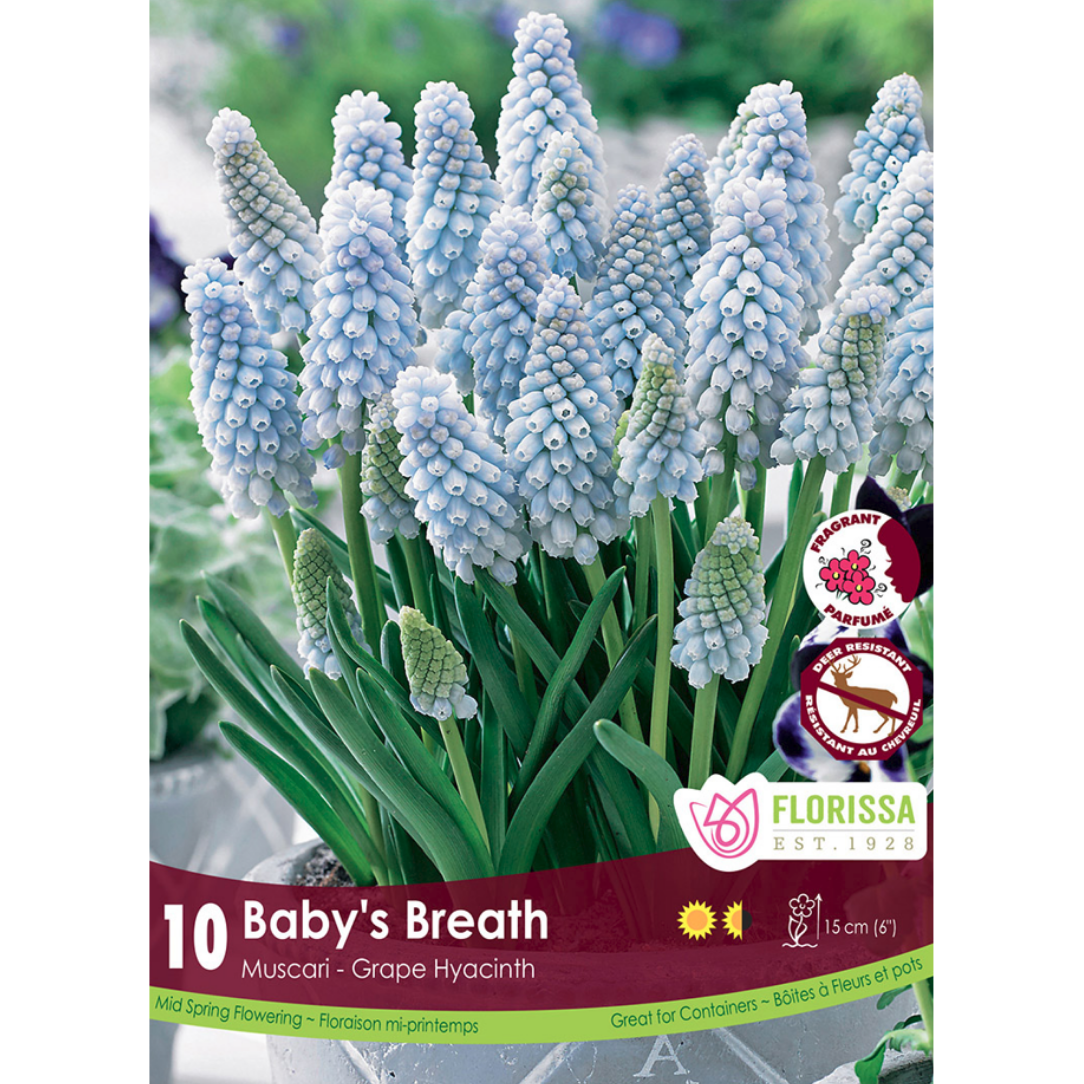 Muscari 'Baby's Breath' Grape Hyacinth 10/Pkg.