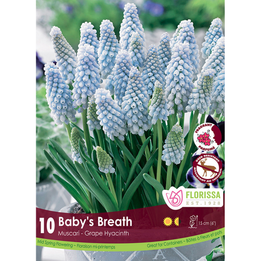 Muscari 'Baby's Breath' Grape Hyacinth 10/Pkg.