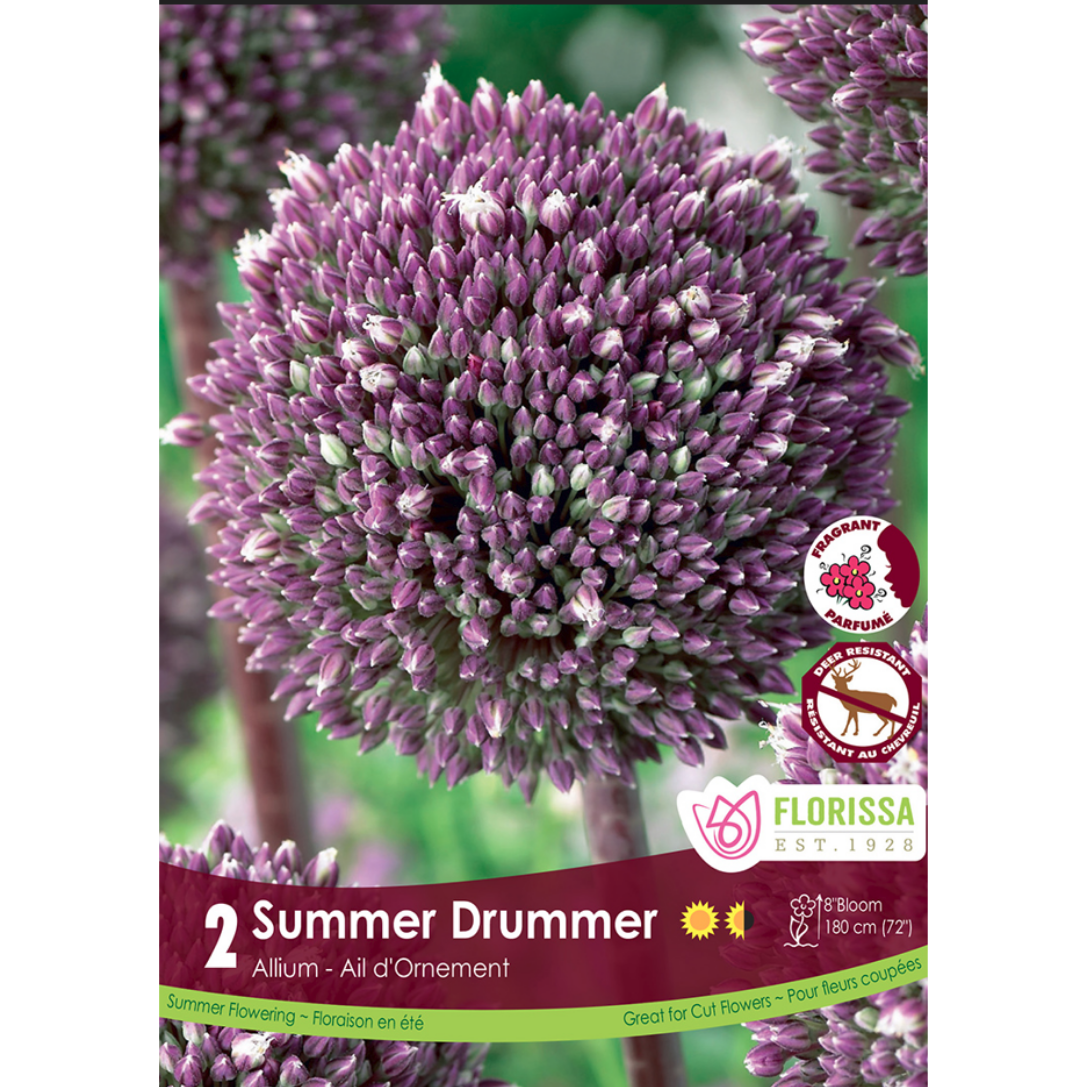 Allium 'Summer Drummer' 2/Pkg.