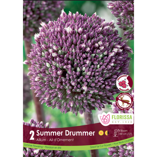 Allium 'Summer Drummer' 2/Pkg.
