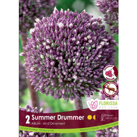 Allium 'Summer Drummer' 2/Pkg.