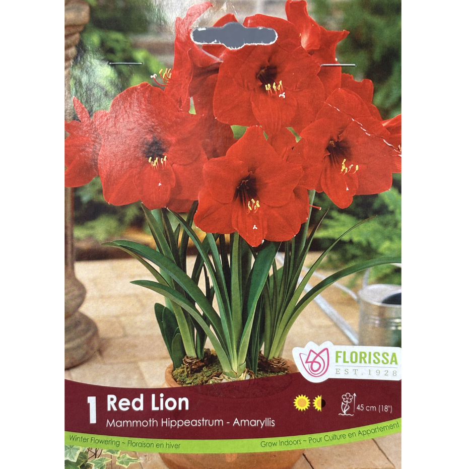 Amaryllis 'Red Lion' 1/Pkg.