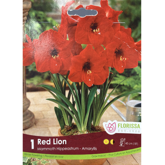 Amaryllis 'Red Lion' 1/Pkg.