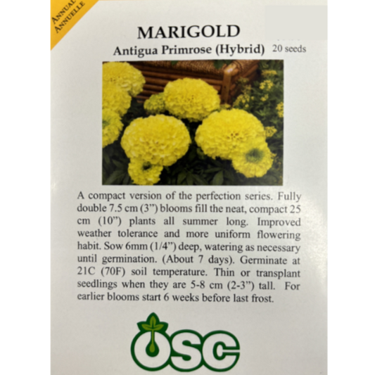 OSC Marigold Antigua Primrose
