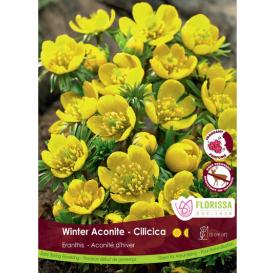 Eranthis 'Winter Aconite' Cilicica 10/Pkg.
