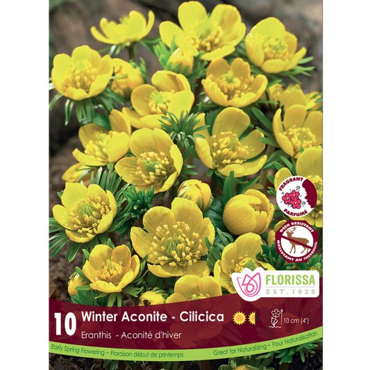 Eranthis 'Winter Aconite - Cilicica' 10/Pkg.