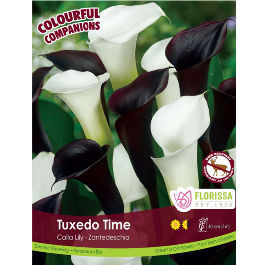 Bulbs Colourful Companions Calla Lily Tuxedo Time 3/Pkg.