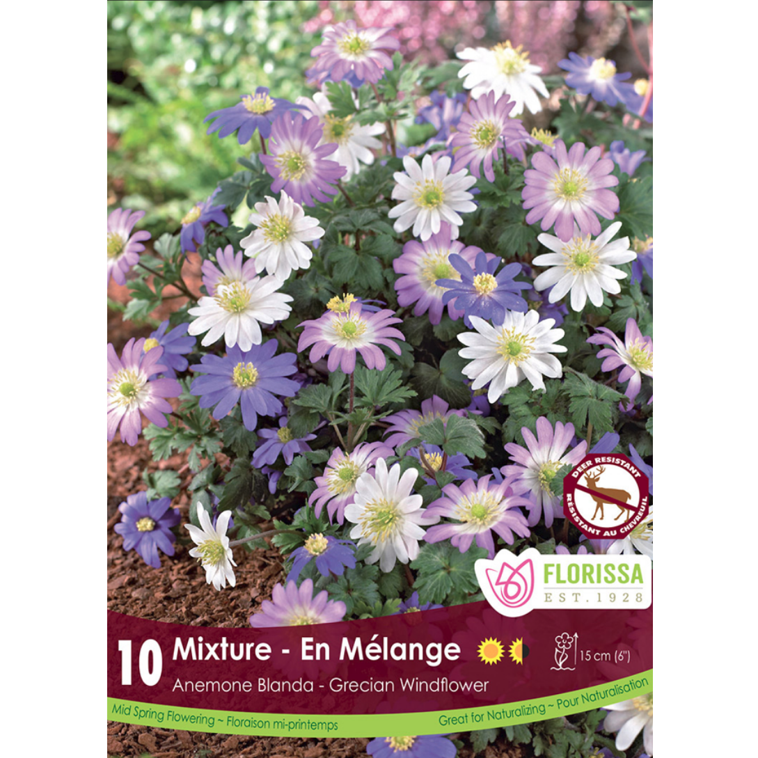 Anemone 'Mixture' Blanda 10/Pkg.