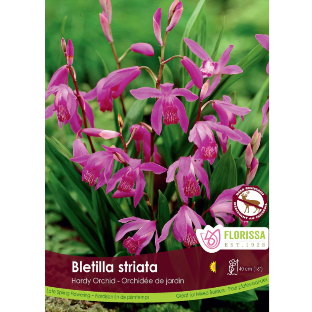 Bulbs Bletilla Striata Orchid 1/Pkg.
