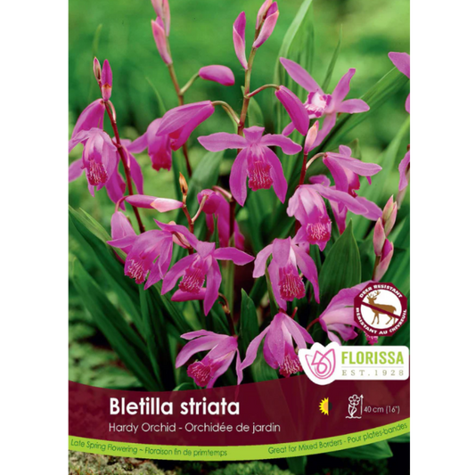Bulbs Bletilla Striata Orchid 1/Pkg.
