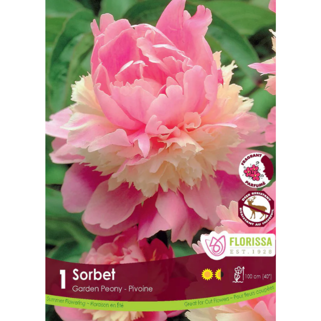 Bulbs Garden Peony Sorbet 1/Pkg.