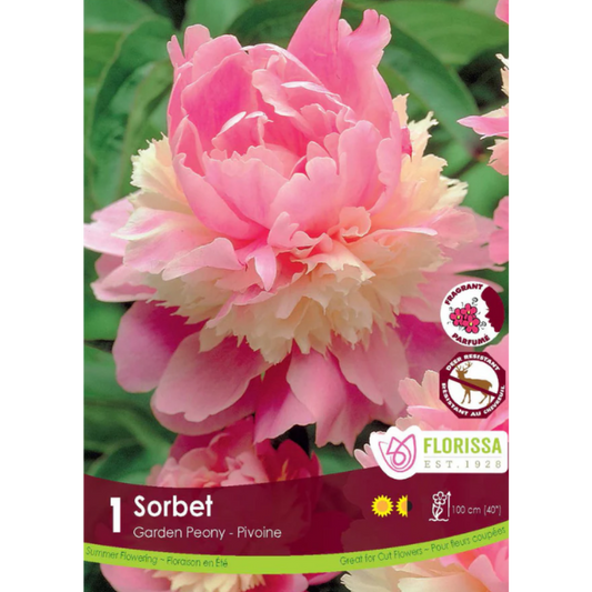 Bulbs Garden Peony Sorbet 1/Pkg.