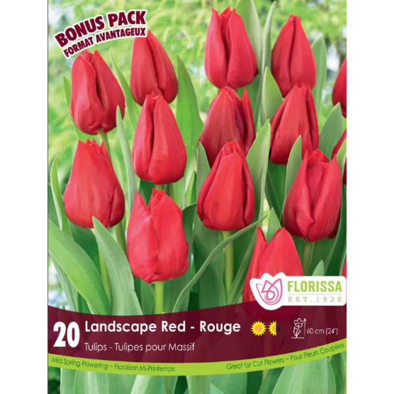 Tulip 'Landscape Red' 20/Pkg.