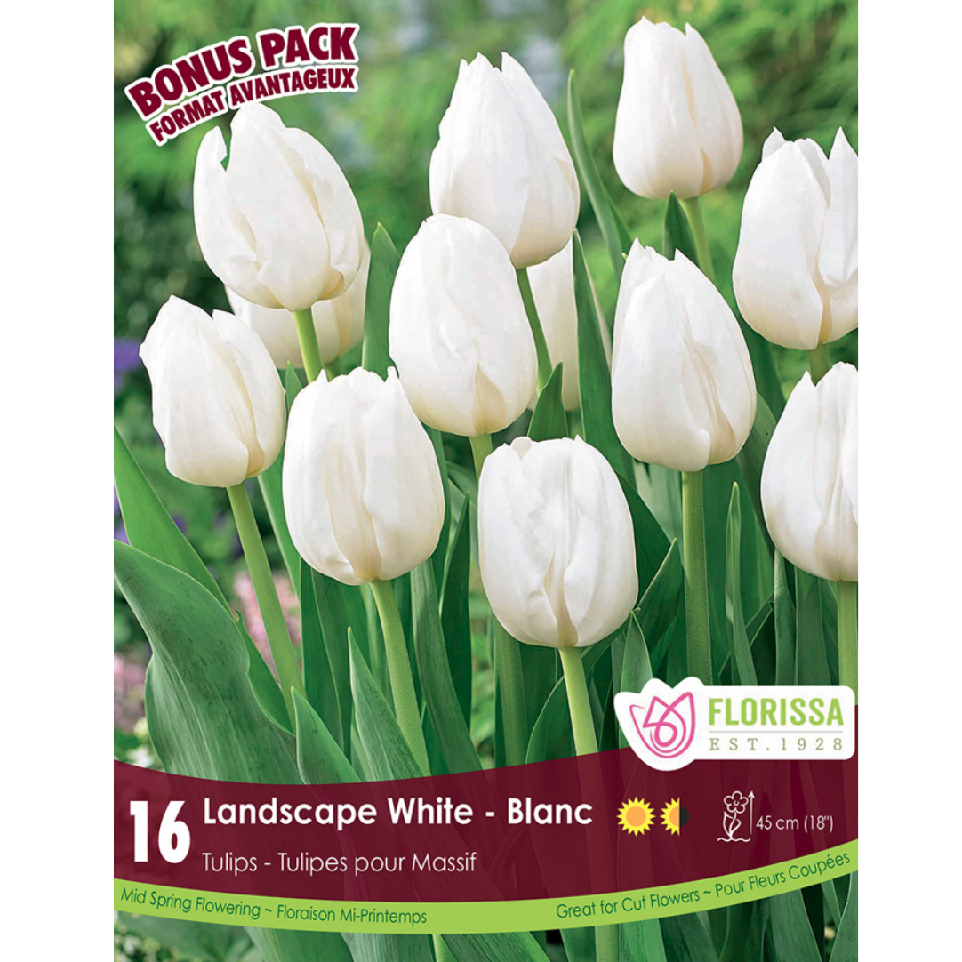 Tulip 'Landscape White' 16/Pkg.