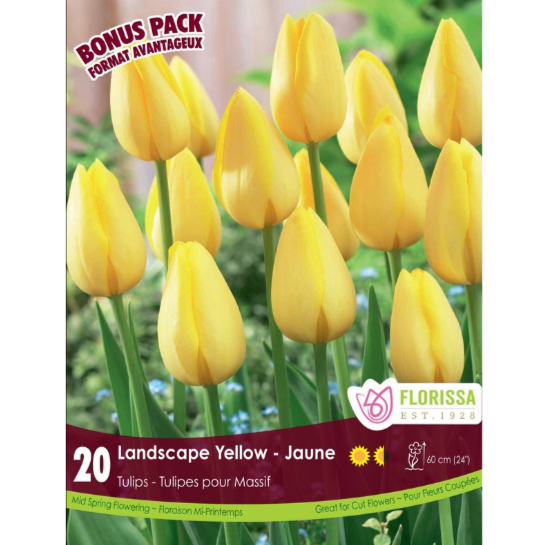 Tulip 'Landscape Yellow' 20/Pkg.