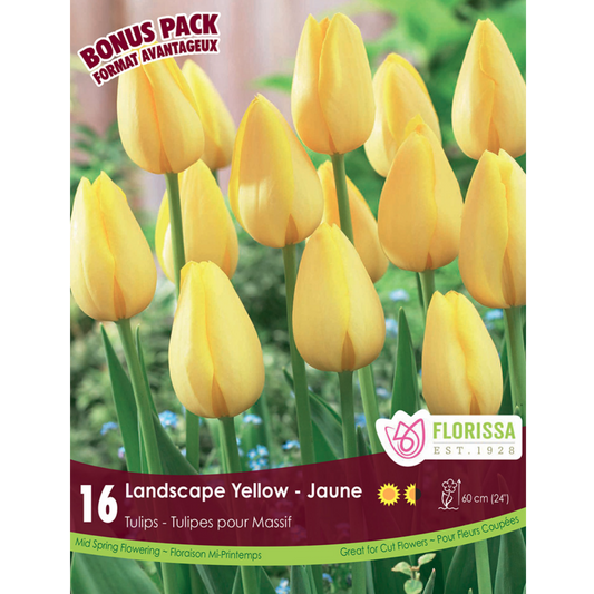 Tulip 'Landscape Yellow' 16/Pkg.