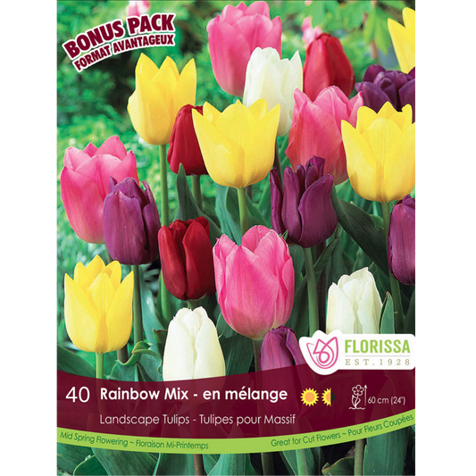 Tulip 'Rainbow Mix' Landscape 40/Mesh Bag