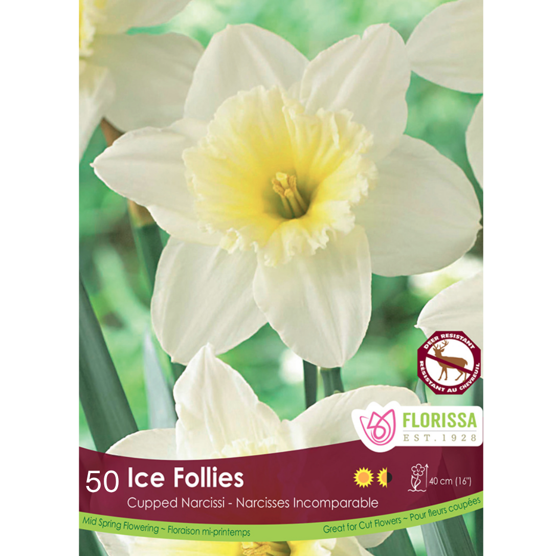 Narcissus 'Ice Follies' 50/Pkg.