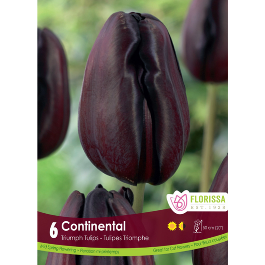 Tulip 'Continental' Triumph 6/Pkg.