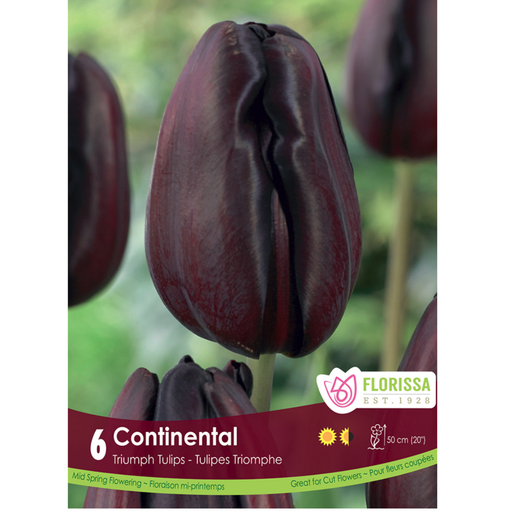 Tulip 'Continental' Triumph 6/Pkg.