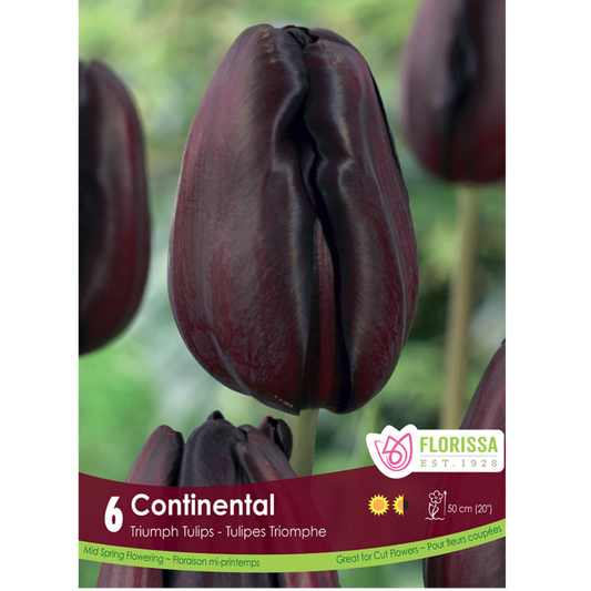 Tulip 'Continental' Triumph 6/Pkg.