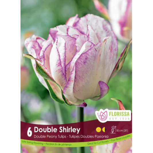 Tulip 'Double Shirley' 6/Pkg.