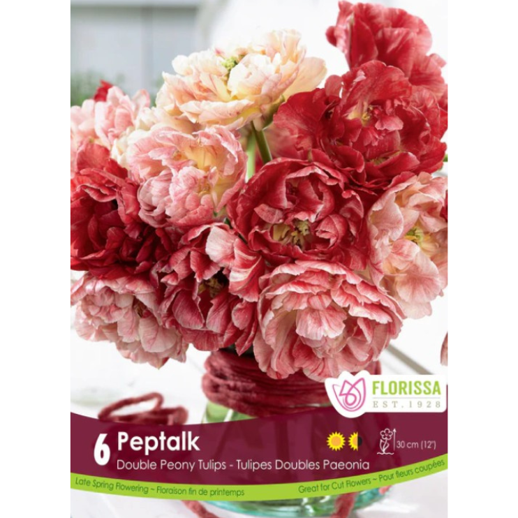 Tulip 'Peptalk' Double Peony 6/Pkg.