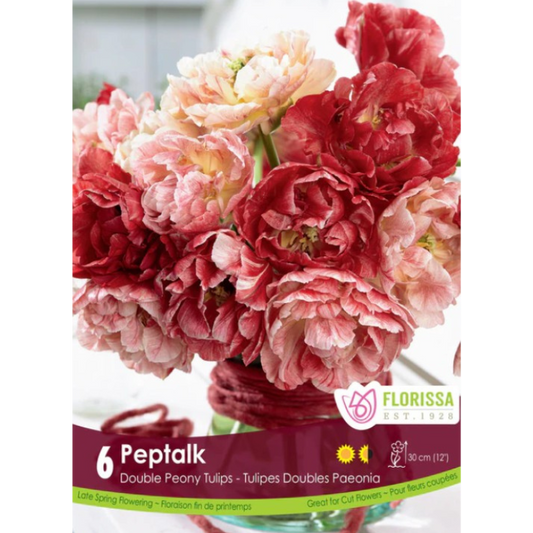 Tulip 'Peptalk' Double Peony 6/Pkg.