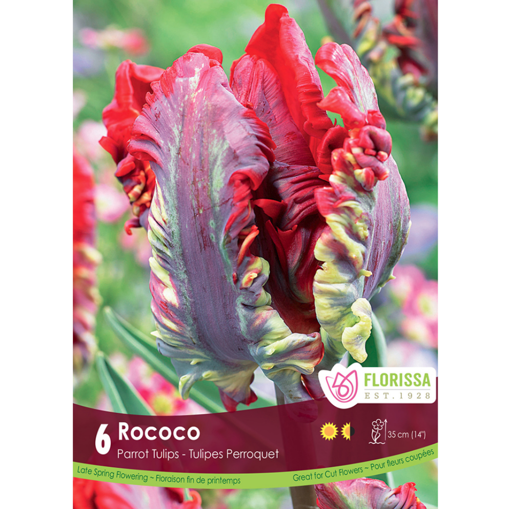 Tulip 'Roccoc' 6/Pkg.