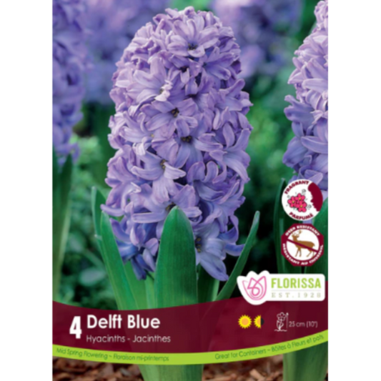 Hyacinth 'Delft Blue' 4/Pkg.