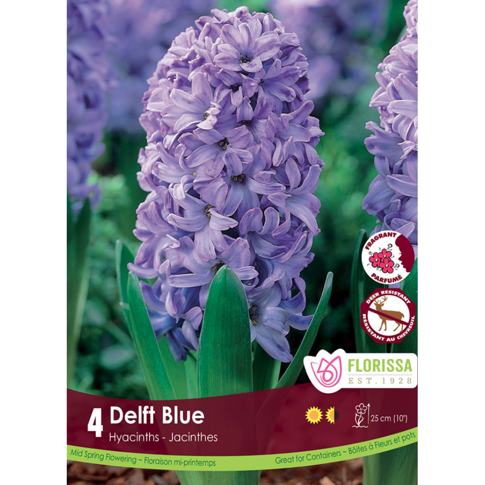 Hyacinth 'Delft Blue' 4/Pkg.