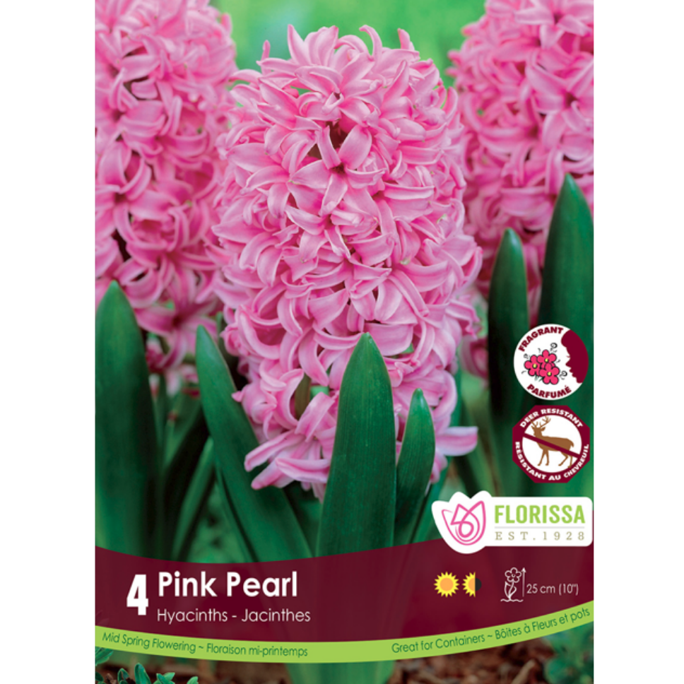Hyacinth 'Pink Pearl' 4/Pkg.