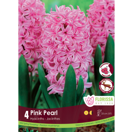 Hyacinth 'Pink Pearl' 4/Pkg.