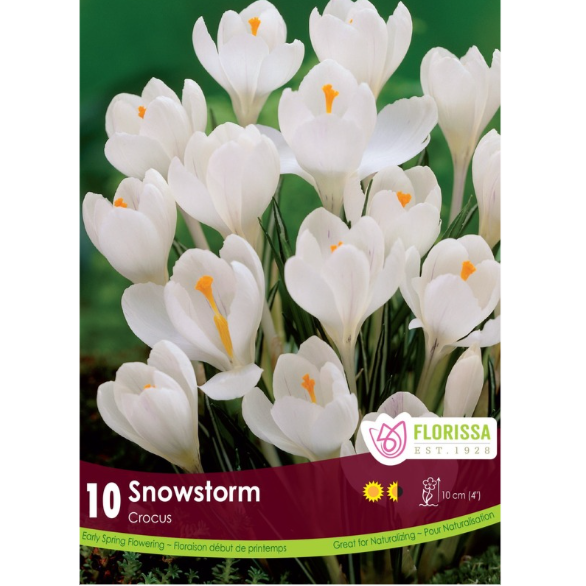 Crocus 'Snowstorm' 10/Pkg.