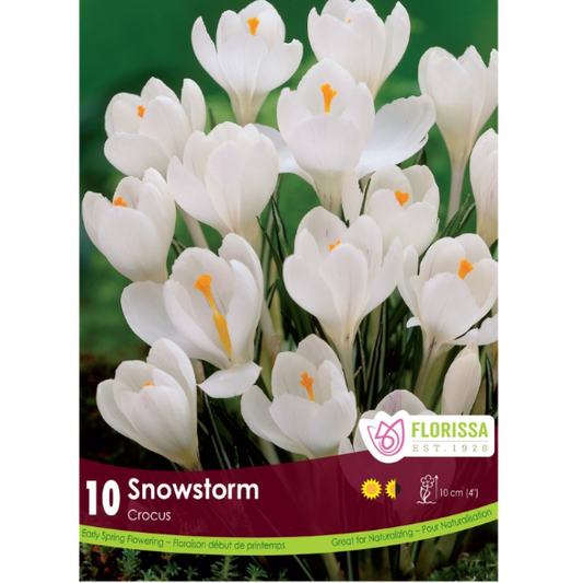 Crocus 'Snowstorm' 10/Pkg.