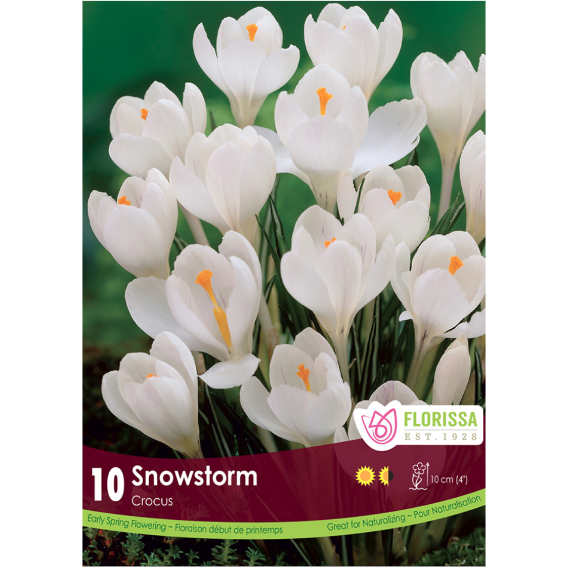 Crocus 'Snowstorm' 10/Pkg.