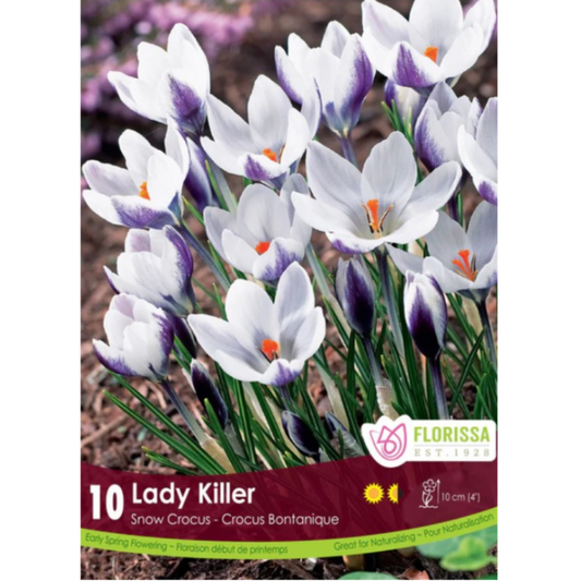Crocus 'Lady Killer' 10/Pkg.