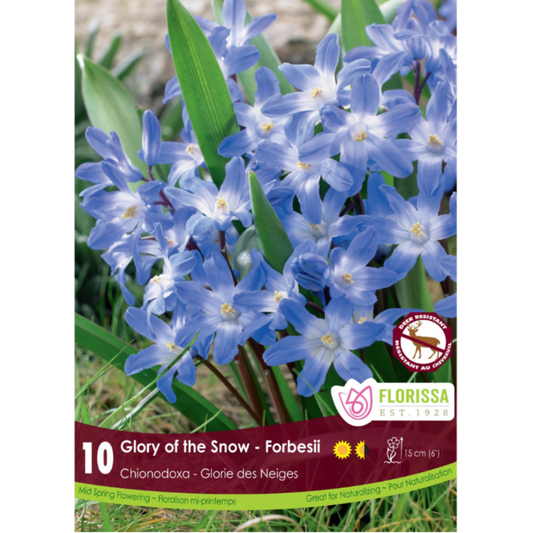 Chionodoxa 'Glory of the Snow' Forbesii 10/Pkg.