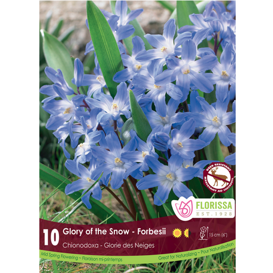 Chionodoxa 'Glory of the Snow' Forbesii 10/Pkg.