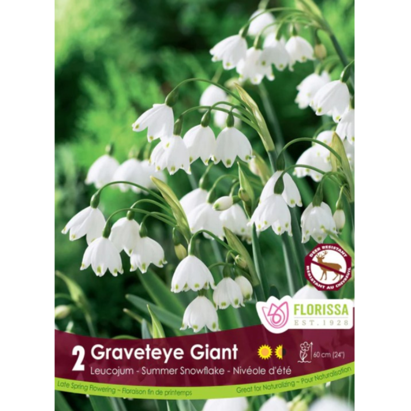 Leucojum 'Graveteye Giant' Summer Snowflake 2/Pkg.