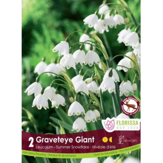 Leucojum 'Graveteye Giant' Summer Snowflake 2/Pkg.
