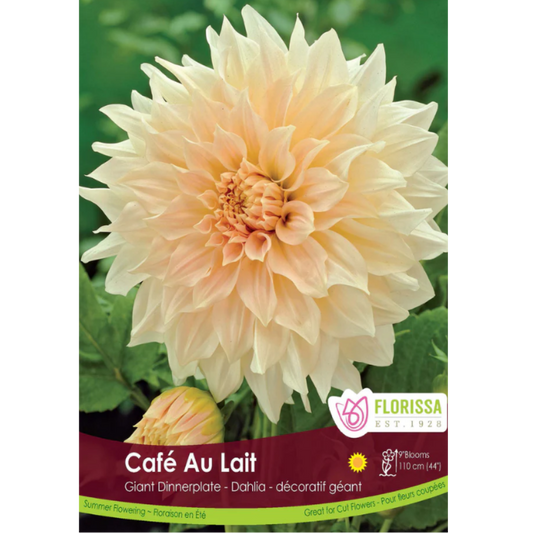 Bulbs Dahlia Dinnerplate Cafe au Lait 1/Pkg.