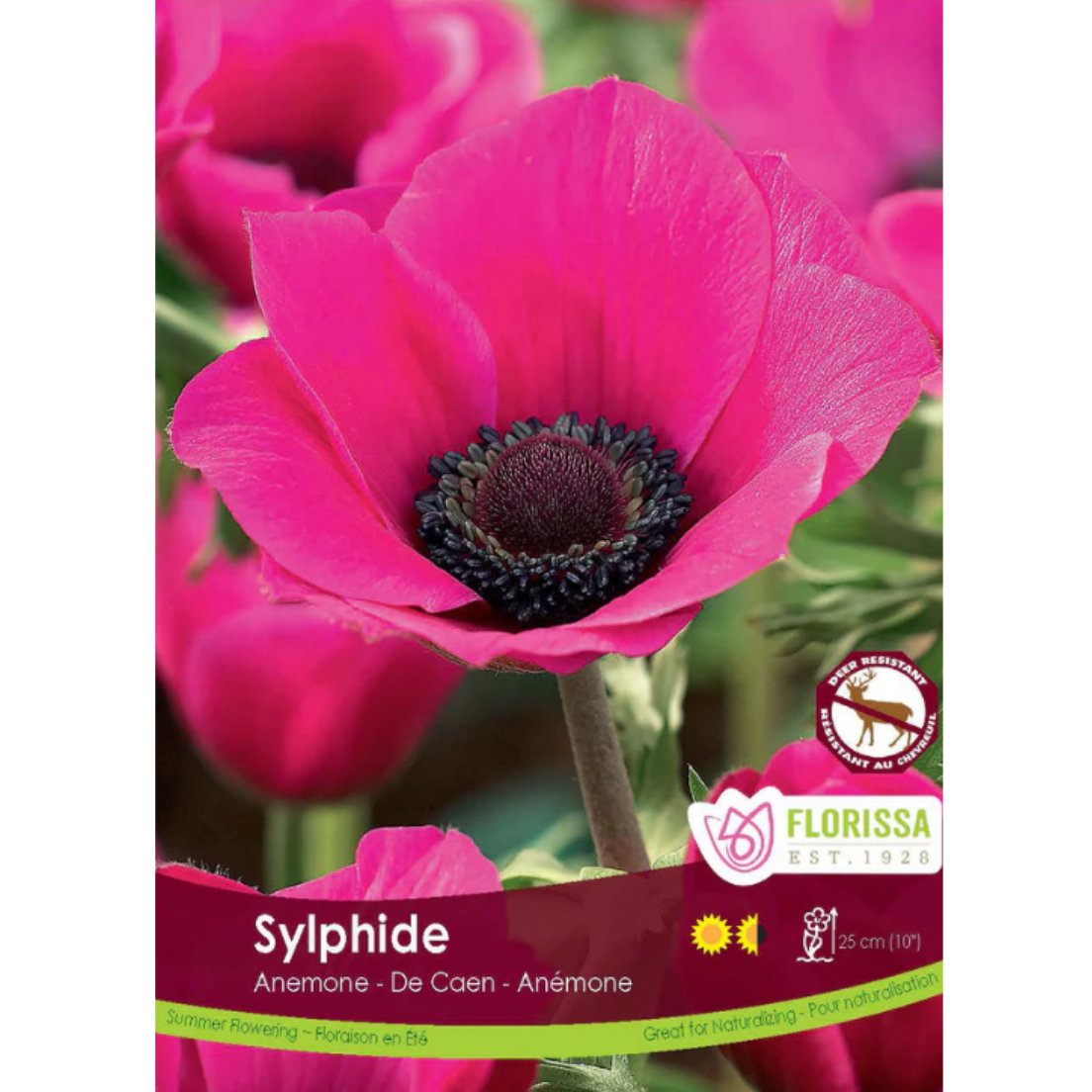 Bulbs Anemone De Caen Sylphide 10/Pkg.