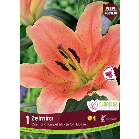 Bulbs Lily Hybrid O/T Zelmira 1/Pkg.