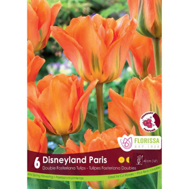 Tulip 'Disneyland Paris' Double Fosteriana 6/Pkg.