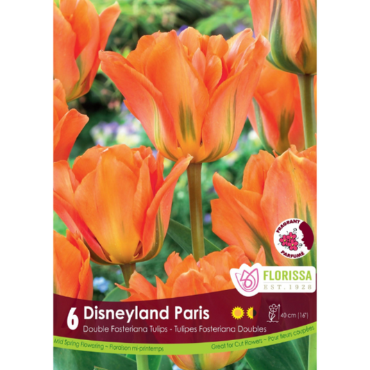 Tulip 'Disneyland Paris' Double Fosteriana 6/Pkg.